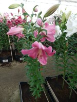 [3520 PO36 Massarossa No101.JPG]